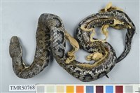 藏品(菊池氏龜殼花)的圖片